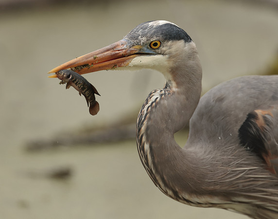 Great Blue Heron Ardea herodias