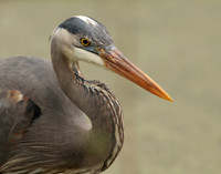Great Blue Heron Ardea herodias
