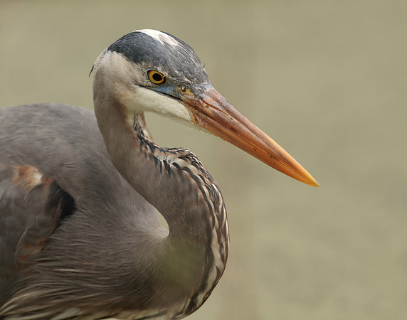Great Blue Heron Ardea herodias