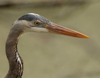 Great Blue Heron Ardea herodias