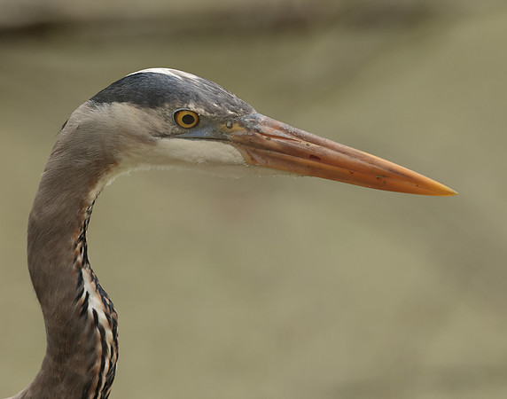 Great Blue Heron Ardea herodias