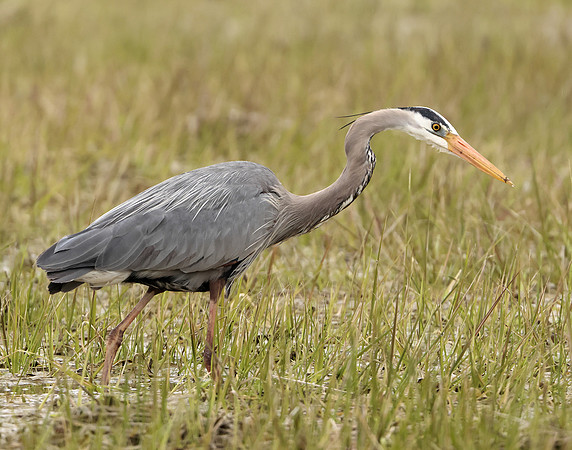 Great Blue Heron Ardea herodias
