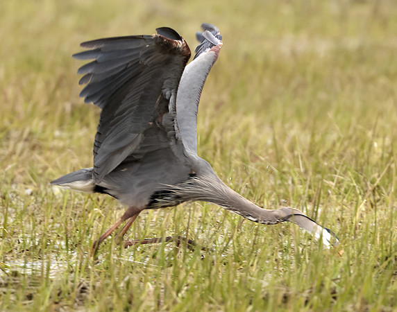 Great Blue Heron Ardea herodias