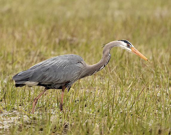 Great Blue Heron Ardea herodias