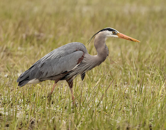 Great Blue Heron Ardea herodias