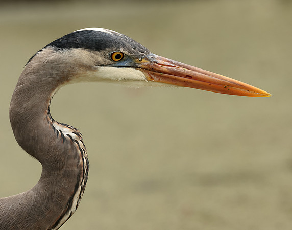 Great Blue Heron Ardea herodias