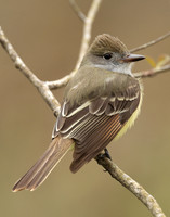 Great Crested Flycatcher Myiarchus crinitus