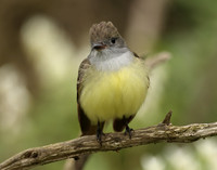 Great Crested Flycatcher Myiarchus crinitus