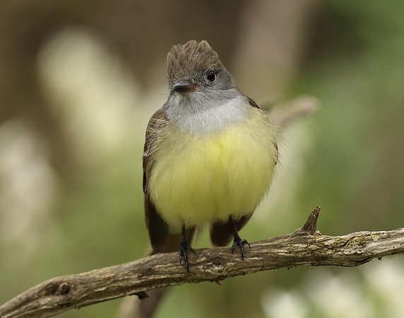 Great Crested Flycatcher Myiarchus crinitus