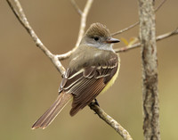 Great Crested Flycatcher Myiarchus crinitus