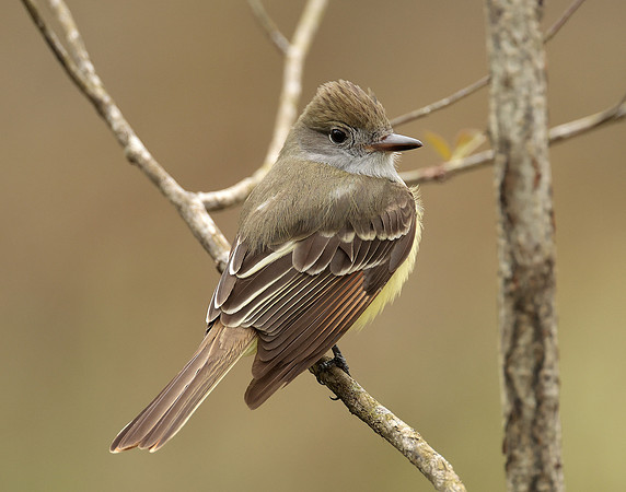 Great Crested Flycatcher Myiarchus crinitus