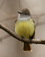 Great Crested Flycatcher Myiarchus crinitus