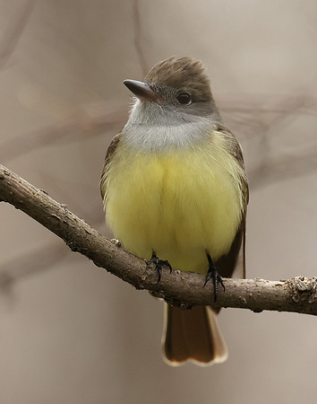 Great Crested Flycatcher Myiarchus crinitus