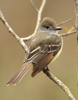 Great Crested Flycatcher Myiarchus crinitus