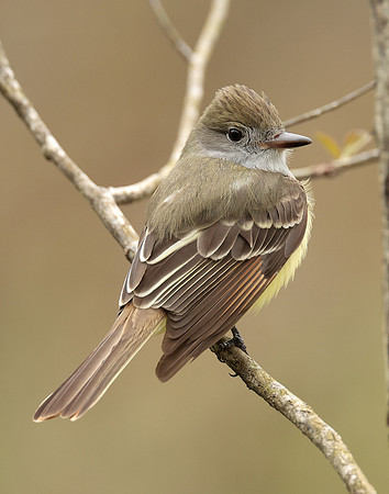 Great Crested Flycatcher Myiarchus crinitus