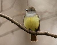 Great Crested Flycatcher Myiarchus crinitus