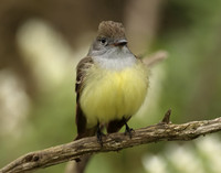 Great Crested Flycatcher Myiarchus crinitus