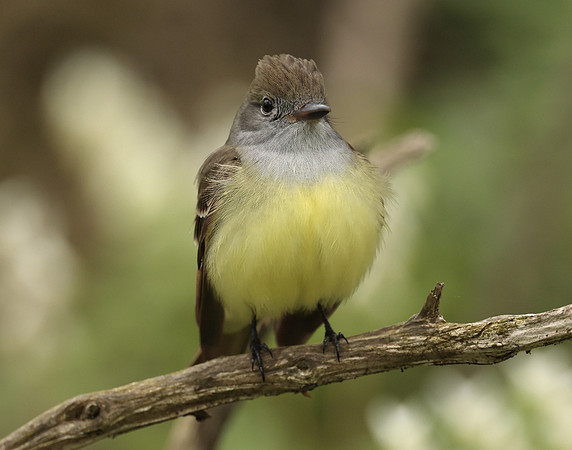 Great Crested Flycatcher Myiarchus crinitus