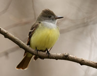 Great Crested Flycatcher Myiarchus crinitus