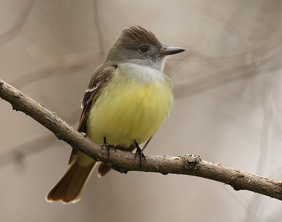 Great Crested Flycatcher Myiarchus crinitus