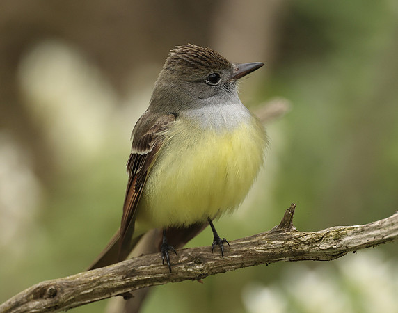 Great Crested Flycatcher Myiarchus crinitus