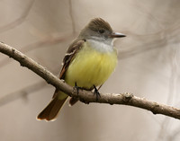 Great Crested Flycatcher Myiarchus crinitus