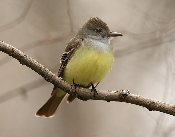Great Crested Flycatcher Myiarchus crinitus
