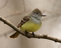 Great Crested Flycatcher Myiarchus crinitus