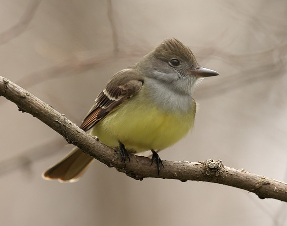 Great Crested Flycatcher Myiarchus crinitus