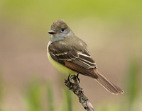 Great Crested Flycatcher Myiarchus crinitus