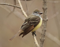 Great Crested Flycatcher Myiarchus crinitus