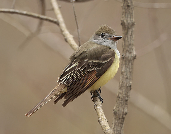 Great Crested Flycatcher Myiarchus crinitus