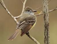Great Crested Flycatcher Myiarchus crinitus