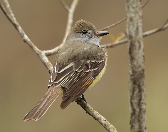 Great Crested Flycatcher Myiarchus crinitus