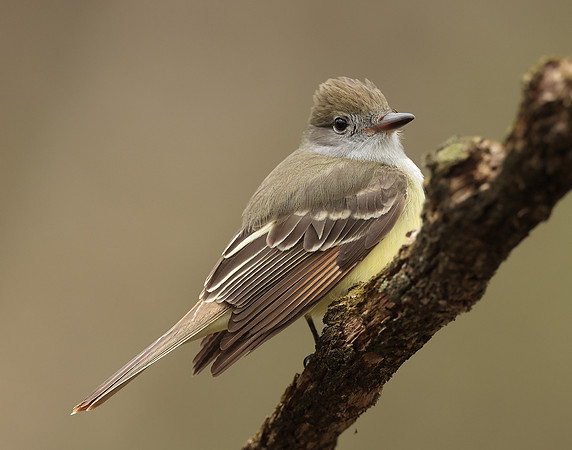 Great Crested Flycatcher Myiarchus crinitus