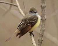 Great Crested Flycatcher Myiarchus crinitus