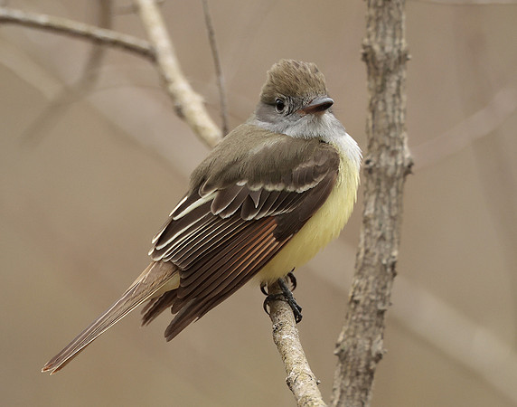 Great Crested Flycatcher Myiarchus crinitus
