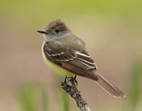 Great Crested Flycatcher Myiarchus crinitus