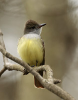Great Crested Flycatcher Myiarchus crinitus