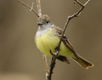 Great Crested Flycatcher Myiarchus crinitus