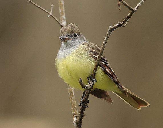 Great Crested Flycatcher Myiarchus crinitus