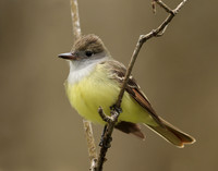 Great Crested Flycatcher Myiarchus crinitus