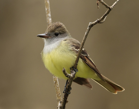 Great Crested Flycatcher Myiarchus crinitus