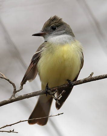 Great Crested Flycatcher Myiarchus crinitus