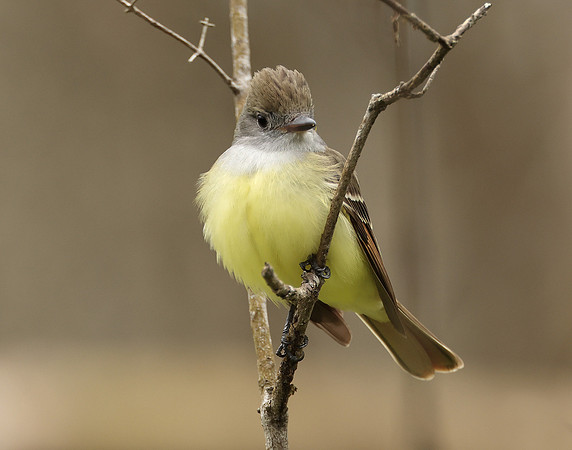 Great Crested Flycatcher Myiarchus crinitus