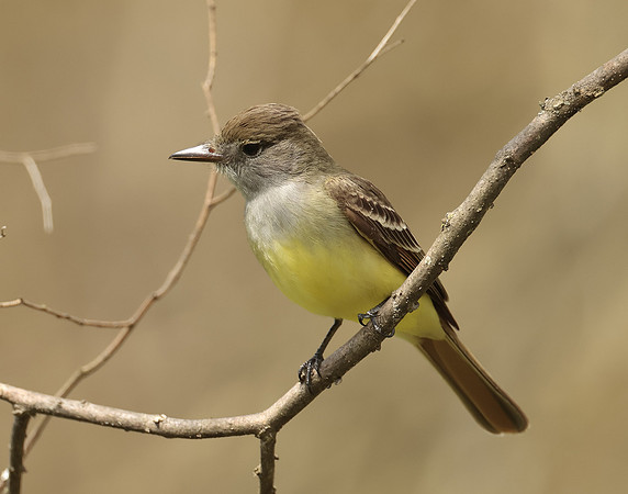 Great Crested Flycatcher Myiarchus crinitus