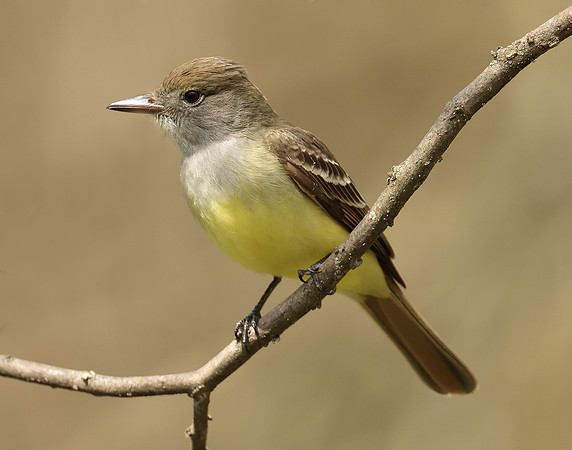 Great Crested Flycatcher Myiarchus crinitus