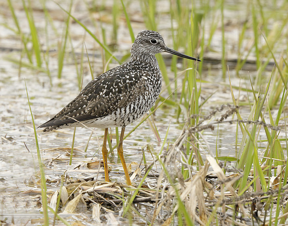 Greater Yellowlegs Tringa melanoleuca