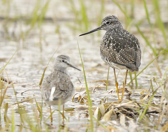 Greater Yellowlegs Tringa melanoleuca