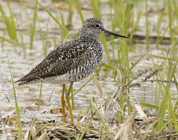 Greater Yellowlegs Tringa melanoleuca